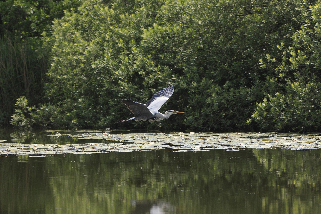 Heron